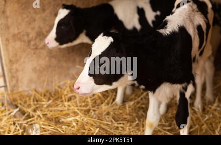 Calf with ear tags standing on hay in cowshed Stock Photo