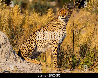 Cheetah portrait, Sandibe concession, Okavango Delta, Botswana Stock Photo