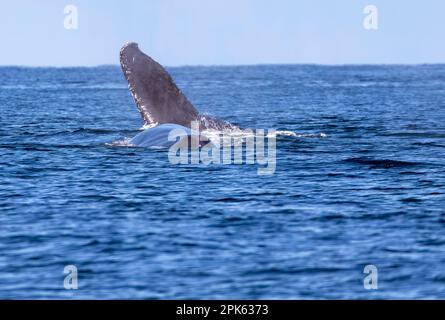 The tail fluke and dorsal area of a Humpback Whale as it breaks the surface in the Pacific Ocean off the coast of Mexico. Stock Photo