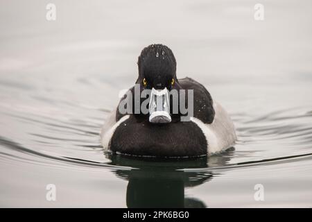 Male or drake ring-necked duck on the water, swimming, eye level, good for identification and portraits, Riparian Preserve at Water Ranch, Gilbert, AZ Stock Photo