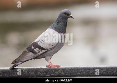 A handsome feral pigeon perching on a handrail at Riparian Reserve at Water Ranch, Gilbert, AZ, USA Stock Photo