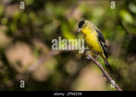A male lesser goldfinch with black cap perches on a stick at Madera Canyon, Arizona, USA Stock Photo