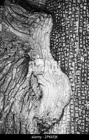 The bark of an alligator juniper and a cottonwood tree growing together in a graphic image. Madera Canyon, Green Valley, USA Stock Photo