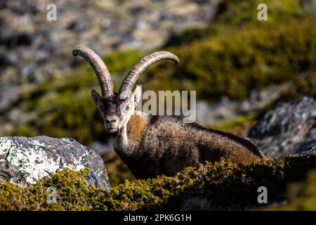 The Iberian ibex, also known as the Spanish ibex, Spanish wild goat and Iberian wild goat, Capra pyrenaica. Sierra Nevada mountain range. Stock Photo