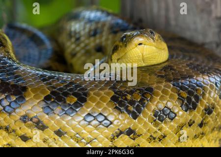 A Yellow-anaconda (Eunectes notaeus) on the ground near Porto Jofre in the Brazilian Pantanal. Stock Photo