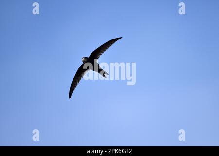 Common swift (Apus apus), in flight, Texel Island, North Sea, North Holland, Netherlands Stock Photo