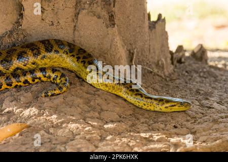 A Yellow-anaconda (Eunectes notaeus) on the ground near Porto Jofre in the Brazilian Pantanal. Stock Photo