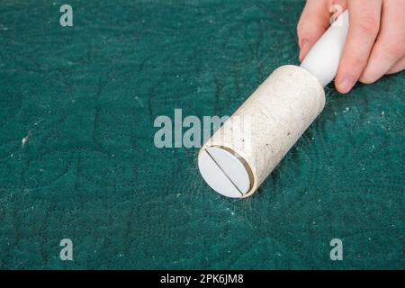 A man cleans a blanket from cat hair with a sticky roller. Roller for removing wool, hair. Lint roller. Stock Photo