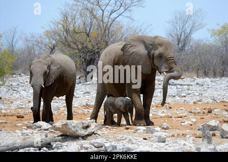 African elephant (Loxodonta africana) female staying next to her very young calf Etosha National Park, Namibia, Africa Stock Photo