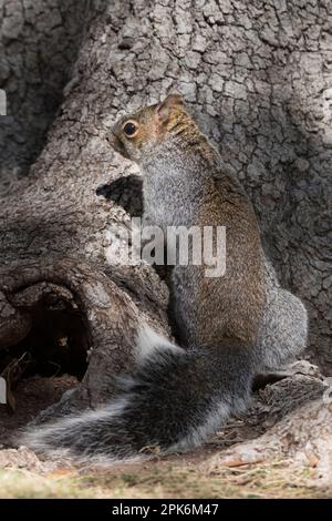 Vertical format of an Arizona gray squirrel, a rodent with a limited distribution in the canyons of Arizona, Sierra Vista, Arizona, USA Stock Photo