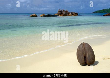 Coco de maldive coconut (Lodoicea maldivica) on the beach of Anse Boudin, Seychelles Stock Photo
