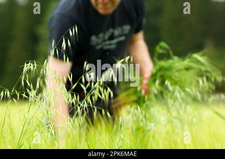 Farmer pulling wild oat (Avena sp.) weed from unripe barley (Hordeum vulgare) crop, Sweden Stock Photo