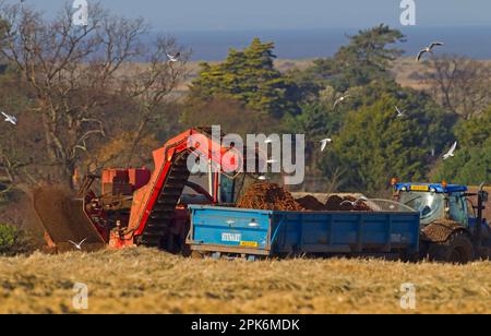 Carrot (Daucus carota) crop, harvester loading roots onto tractor and trailer, Norfolk, England, United Kingdom Stock Photo