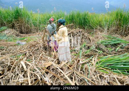 Harvesting sugar cane (Saccharum officinarum), workers cutting the stalks, Marayur, Idukki district, Kerala, India Stock Photo