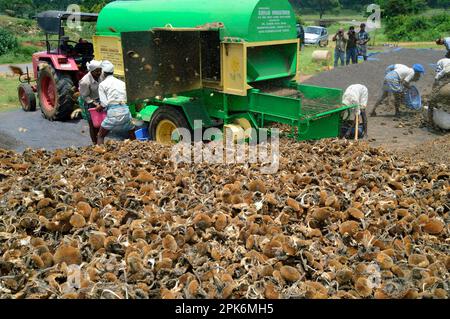 Sunflower (Helianthus annuus) harvest, seeds are separated from the seed heads with a threshing machine, Gundelpet, Karnataka, India Stock Photo