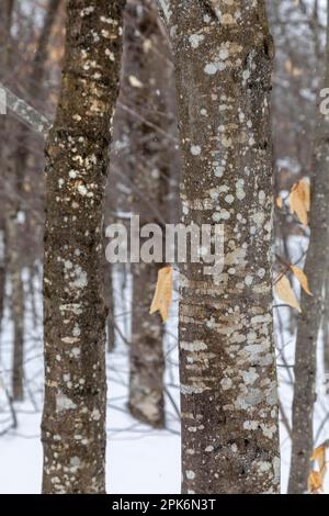 Paradise, Michigan, Beech bark disease on American beech (Fagus grandifolia) trees at Tahquamenon Falls State Park. The disease is caused by an Stock Photo