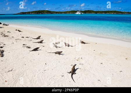 Rock Iguanas (Cyclura cychlura inornata) on Allens Cay, Exuma Cays, Bahamas Stock Photo