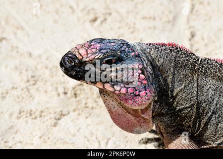 Rock Iguana (Cyclura cychlura inornata) on Allens Cay, Exuma Cays, Bahamas Stock Photo