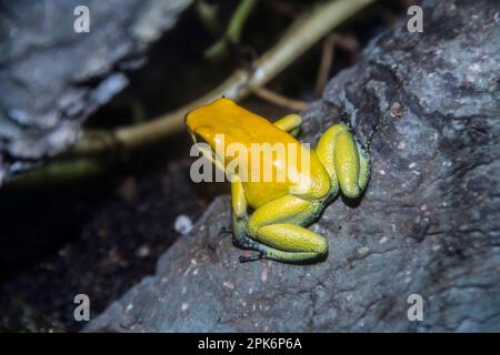 A captive poison dart frog from Columbia, South America, phyllobates bicolor, at Virginia Aquarium, Virginia, Beach, Virginia, USA Stock Photo
