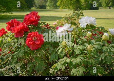 Bushes of white and red peonies on a blurred background in a horizontal format Stock Photo