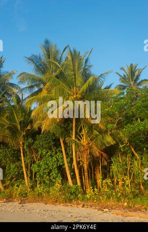 Vertical view of glowing palmtrees at Myall Beach, Cape Tribulation, Far North Queensland, FNQ, QLD, Australia Stock Photo