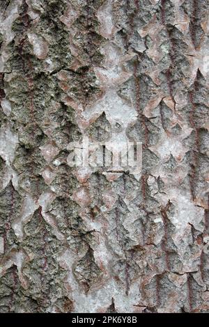 White Poplar Populus alba Tree Bark Stock Photo