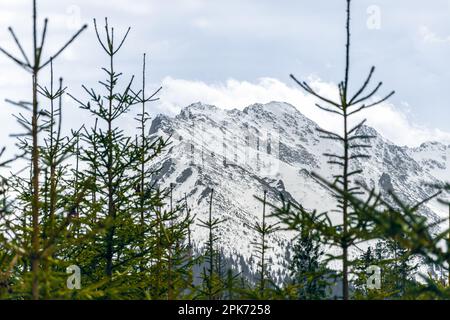 Mountain peak covered with snow. Green spruces in the foreground. Focus on the backround Stock Photo