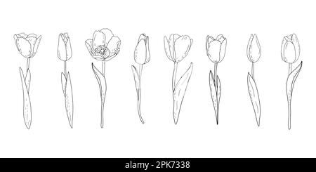 Hand-drawn vector set of outline tulips with shading  Stock Vector
