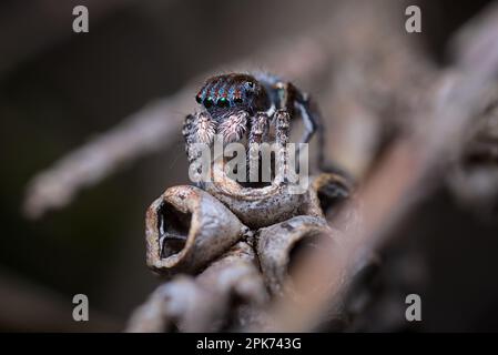 Portrait shot of a male Peacock spider Maratus trigonus. Stock Photo