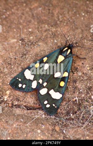 Scarlet Tiger Moth (Callimorpha dominula) in my back garden Hook Norton Oxfordshire England uk 2016 Stock Photo