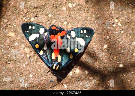 Scarlet Tiger Moth (Callimorpha dominula) in my back garden Hook Norton Oxfordshire England uk 2016 Stock Photo