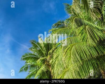 Looking up at a canopy of palm trees against a sunny blue sky Stock Photo