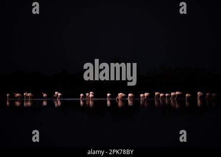 Greater Flamingo, Phoenicopterus roseus, El Rocio, Donana NP, Spain. A flock of birds in the lake. Stock Photo