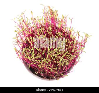 Red beet microgreens, potted in a white bowl. Fresh, intense red colored seedlings of beetroot, known as table or garden beet. Beta vulgaris. Stock Photo