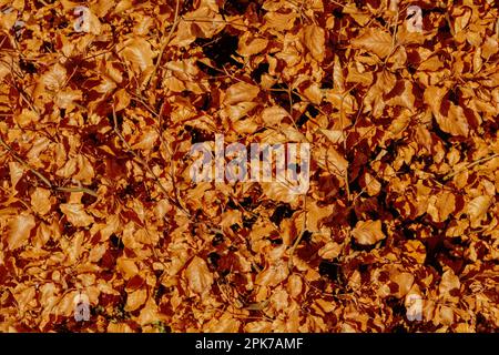 Beech hedge in autumn and fall with brown leaves Stock Photo