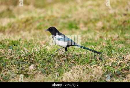 Common magpie (Pica pica) on the grass, foraging for food Stock Photo