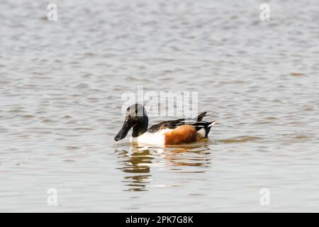 A male shoveler duck, Anas clypeata, swimming at the Cley Marsh nature reserve of Norfolk Wildlife Trust. Stock Photo