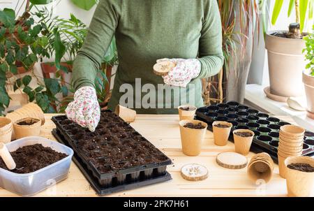 Preparing for spring work in the garden, woman planting tomato seeds on seedlings at home, wooden table with peat eco friendly pots Stock Photo
