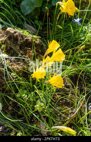 Narcissus bulbocodium, the petticoat daffodil or hoop-petticoat daffodil that is a species of flowering plant in the family Amaryllidaceae Stock Photo
