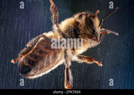 Bottom view through a window of a bee - Macro shot Stock Photo