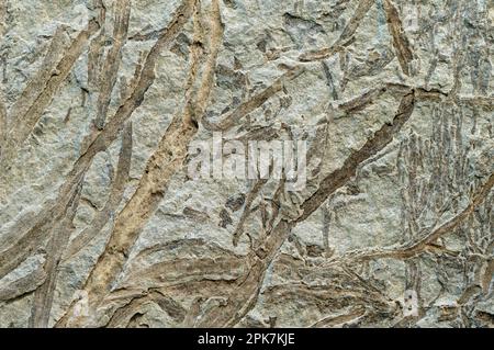 Fossilized plant, imprint on stone, abstract natural background Stock Photo