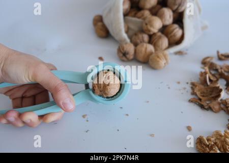 Nutcracker with a shelled walnut in a woman's hand on a white background with a white cloth bag full of shelled walnut. Walnut cracker concept photo. Stock Photo