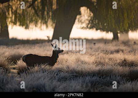 silhouette of female deer at sunrise in April Stock Photo