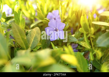 Beautiful periwinkle flowers in spring. Stock Photo