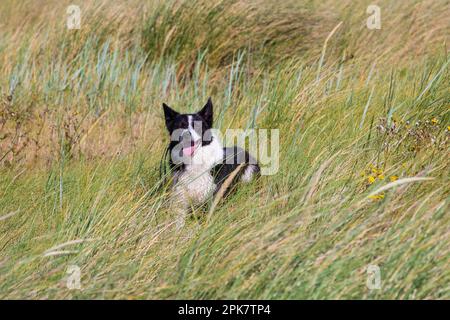 border collie Stock Photo