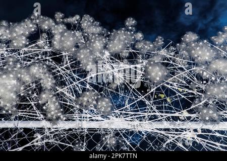 Flowering weeds growing on barbed wire fence, close up. Stock Photo