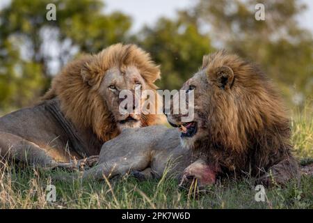 Two male lions, panthera leo, lying together, feeding on a kill. Stock Photo