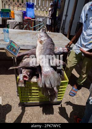 Dar es Salaam, Tanzania - February 2021: A fisherman sells a huge fish at the Kivukoni Fish Market. Covid time in Africa. Stock Photo