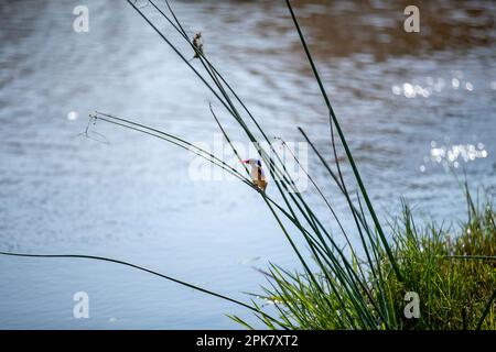 A Malachite Kingfisher, Corythornis cristatus, perched on a reed, next to a river. Stock Photo