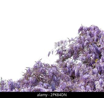 Wisteria flowering branch isolated on white with clipping path included, ideal frame for graphic designs and greeting cards, copy space Stock Photo